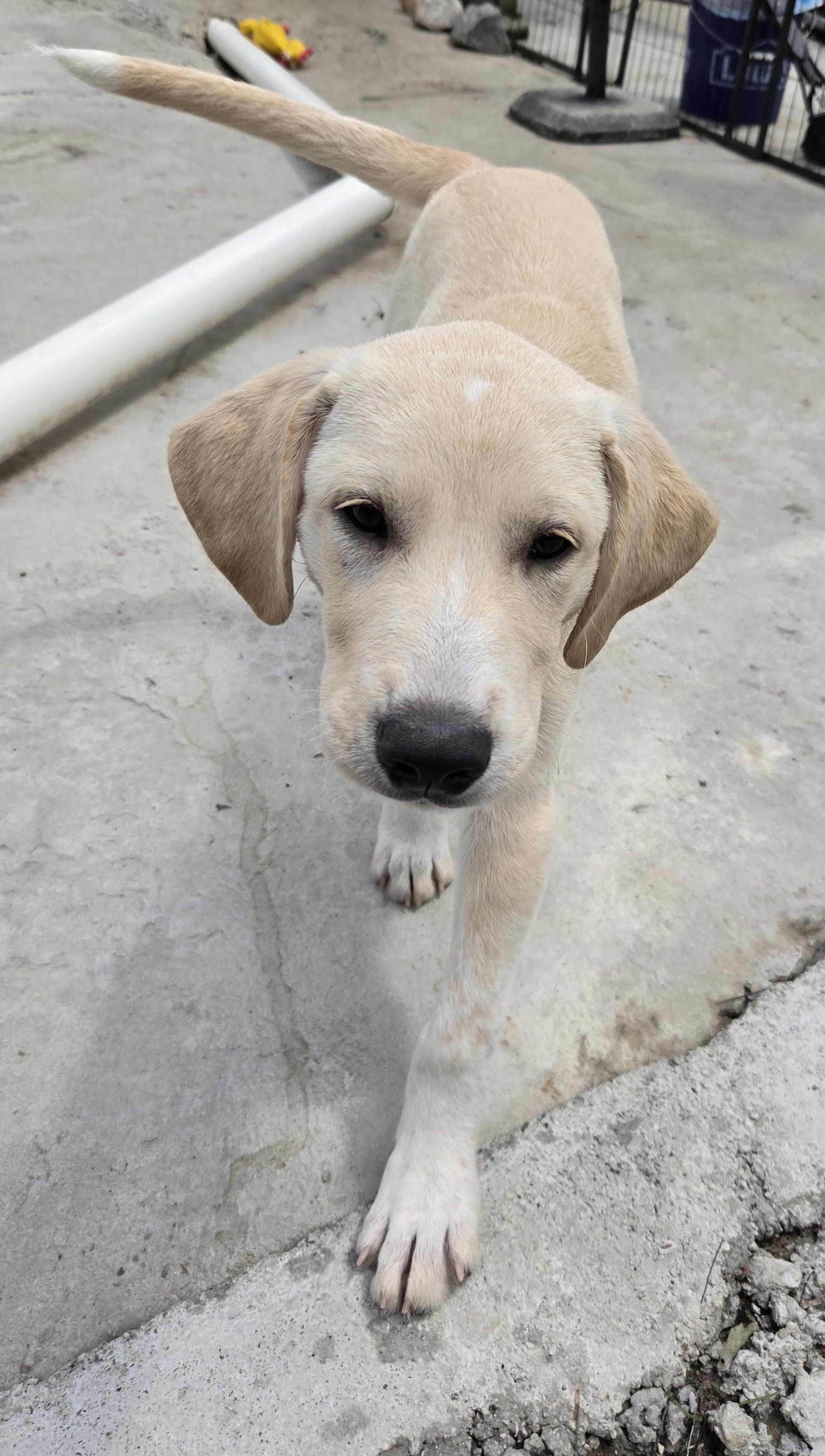 Enlarge Iggy Island, a Adoptable mixed breed in Woburn, MA image 2/3
