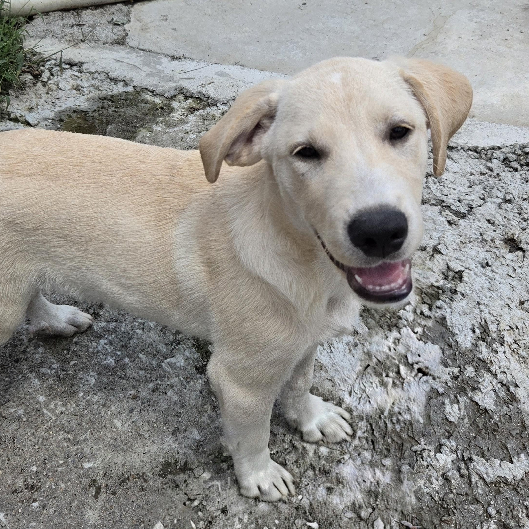 Enlarge Iggy Island, a Adoptable mixed breed in Woburn, MA image 1/3