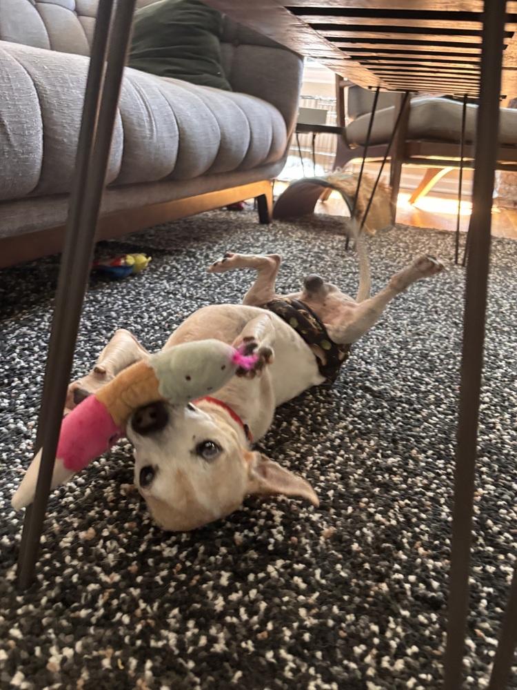 Jack Jack, Adoptable, Adult Male Jack Russell Terrier.