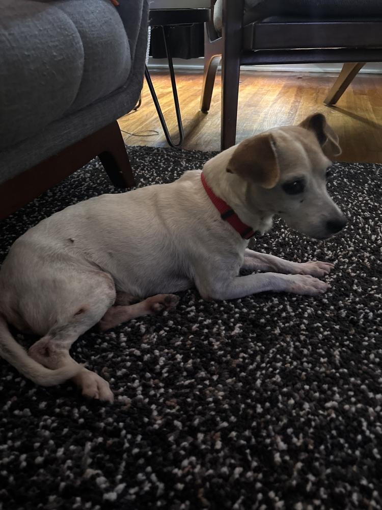 Enlarge Jack Jack, a Adoptable Jack Russell Terrier in Lakeland, FL image 2/6