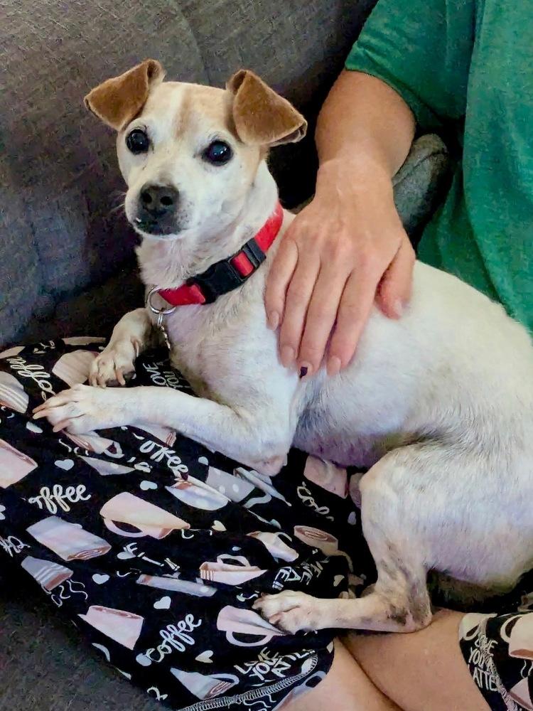 Enlarge Jack Jack, a Adoptable Jack Russell Terrier in Lakeland, FL image 3/6