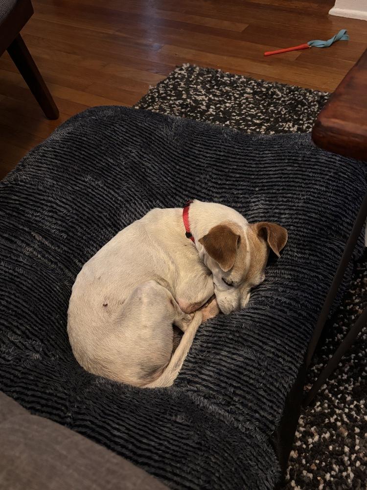 Enlarge Jack Jack, a Adoptable Jack Russell Terrier in Lakeland, FL image 4/6