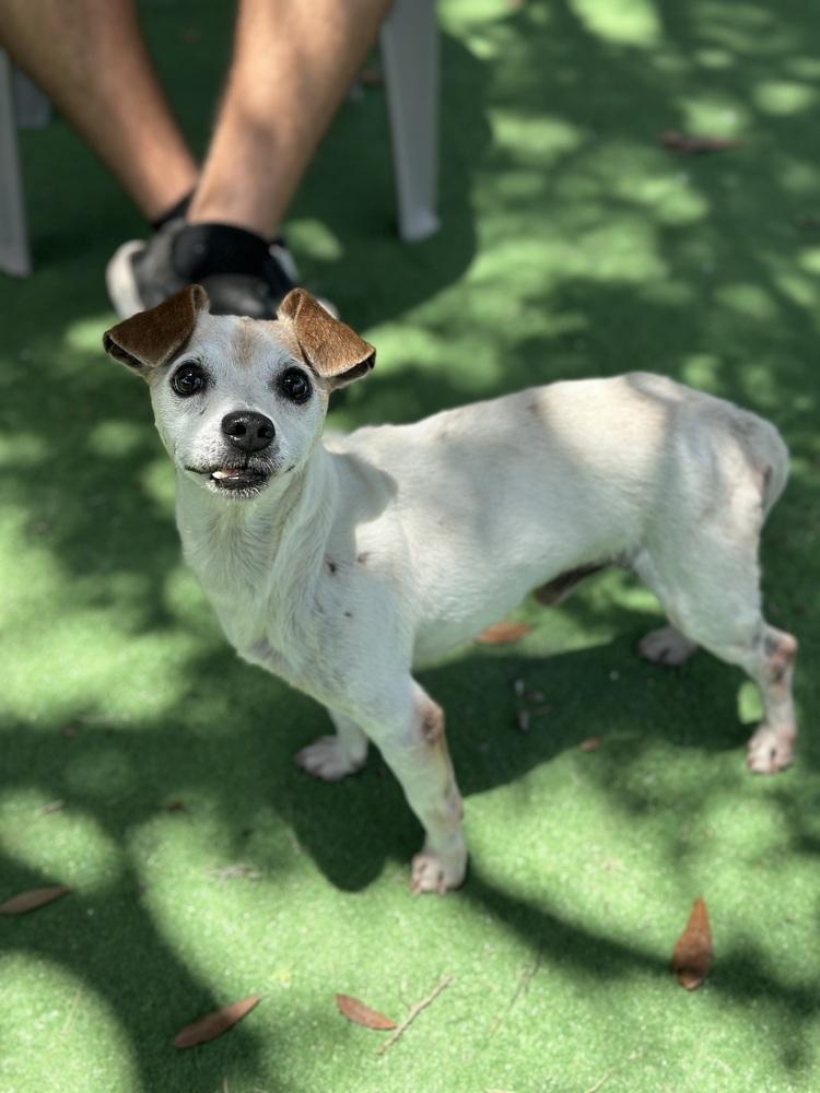 Enlarge Jack Jack, a Adoptable Jack Russell Terrier in Lakeland, FL image 5/6