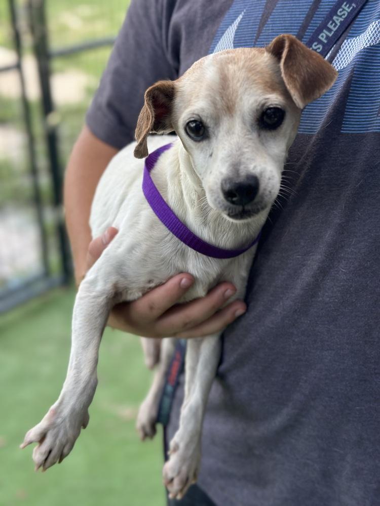Enlarge Jack Jack, a Adoptable Jack Russell Terrier in Lakeland, FL image 6/6