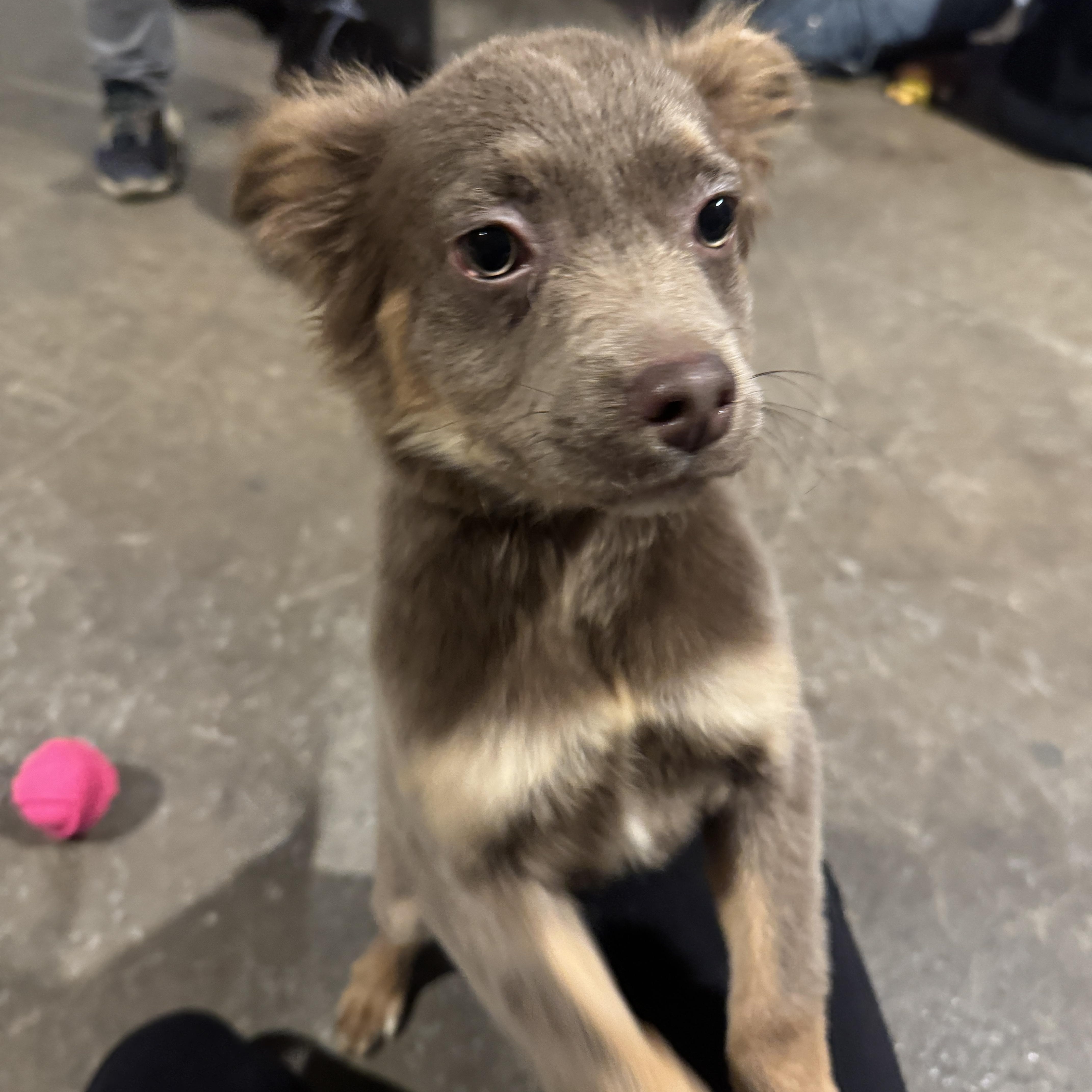 Enlarge Zena, an adopted mixed breed in Philadelphia, PA image 2/3