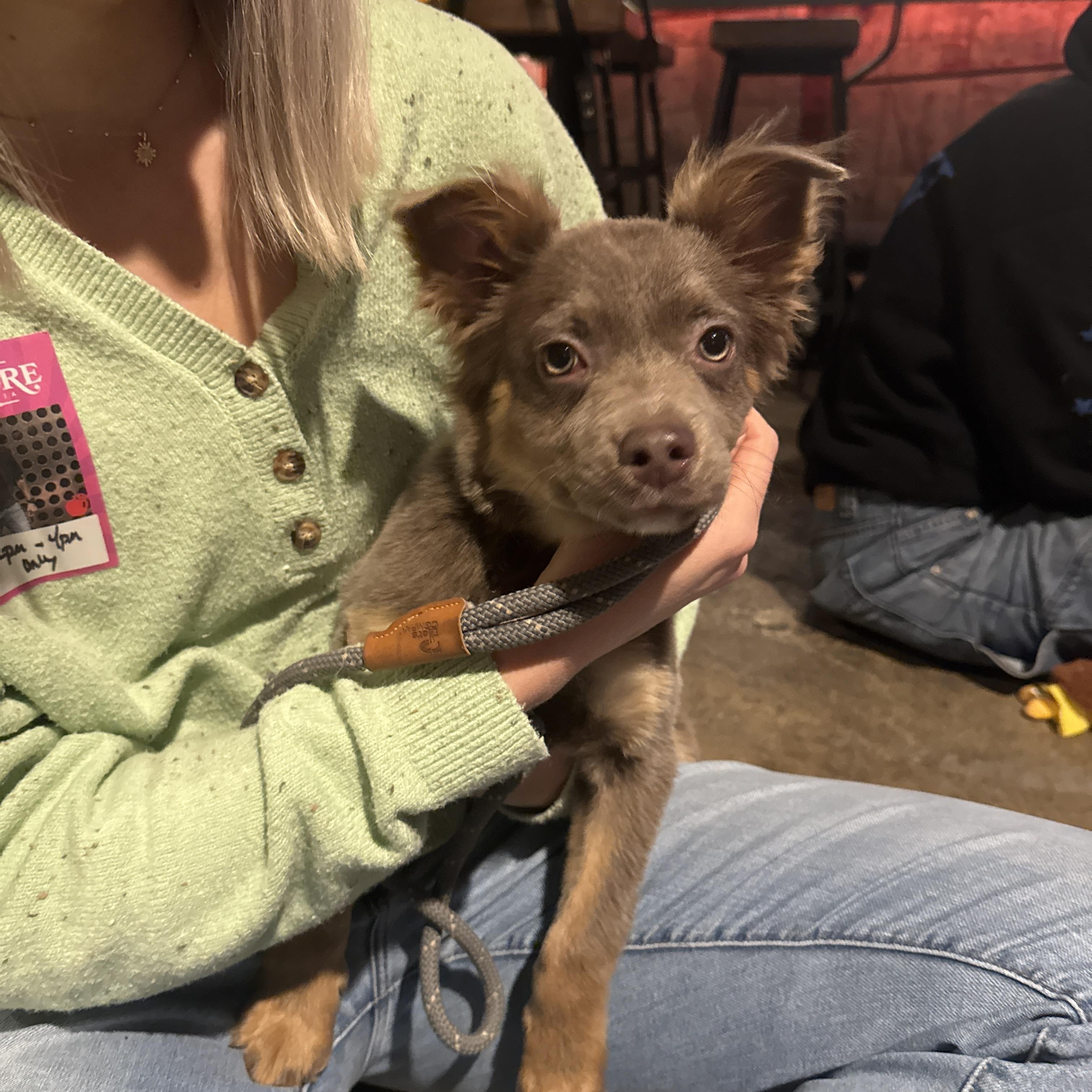 Zena, adopted, Puppy Female Australian Shepherd.
