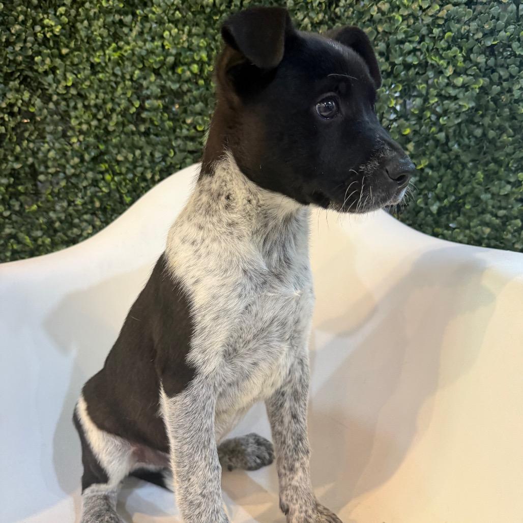 T-Rex, Adoptable, Puppy Male Cattle Dog & Mixed Breed.