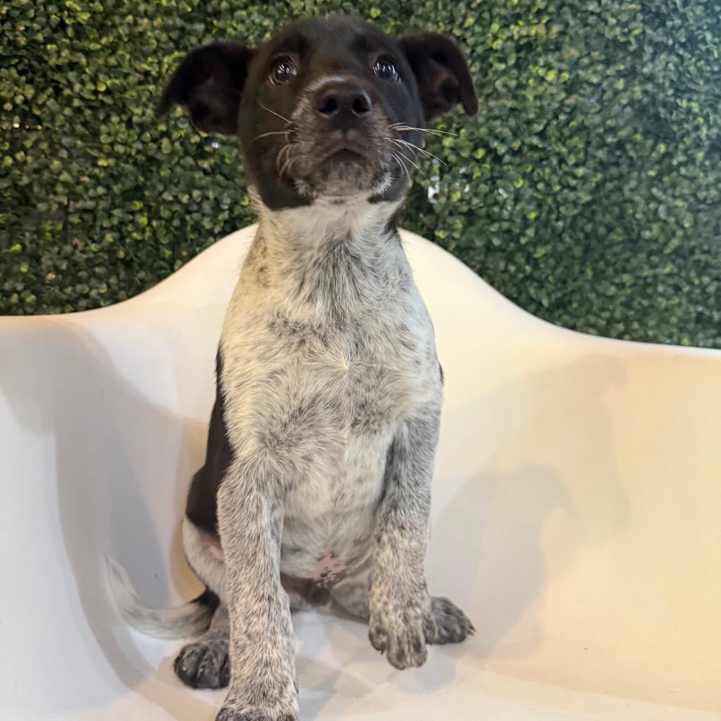 T-Rex, a Adoptable mixed breed in Tacoma, WA image 2/6