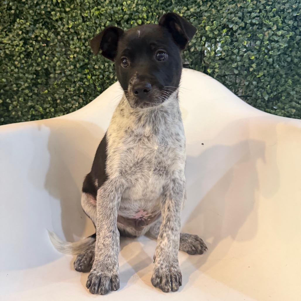 T-Rex, a Adoptable mixed breed in Tacoma, WA image 3/6
