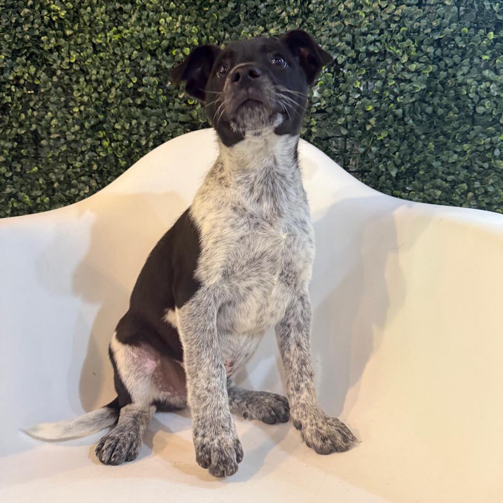 T-Rex, a Adoptable mixed breed in Tacoma, WA image 4/6
