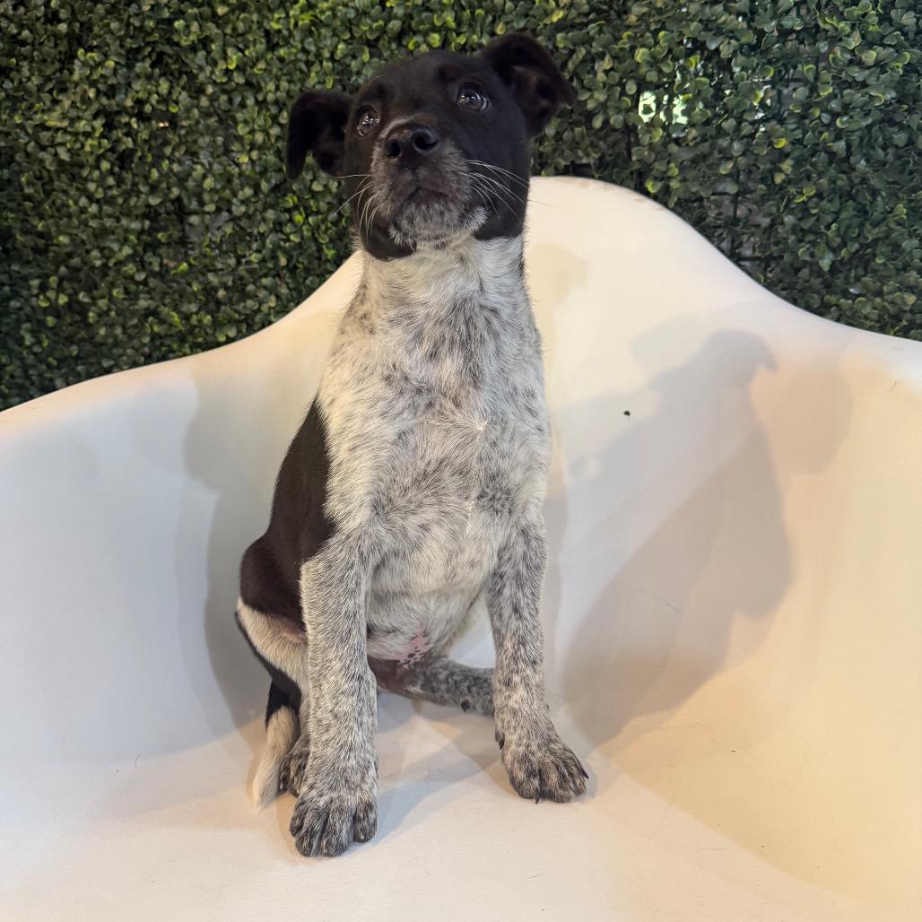 T-Rex, a Adoptable mixed breed in Tacoma, WA image 5/6
