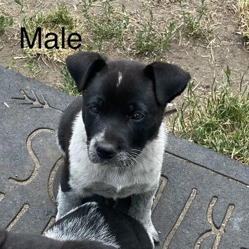 T-Rex, a Adoptable mixed breed in Tacoma, WA image 6/6