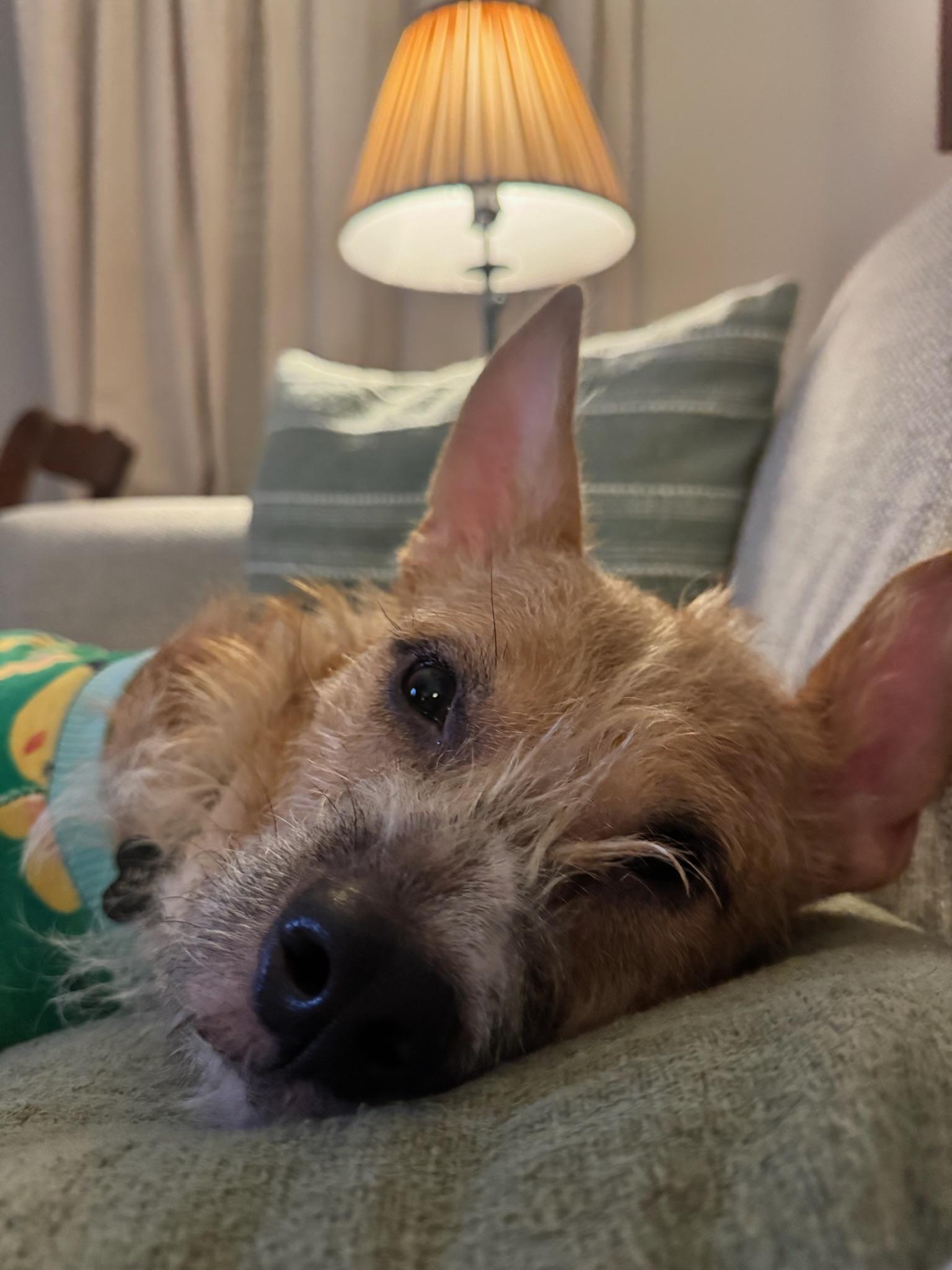 Enlarge Nemo, a Adopted mixed breed in Bellevue, WA image 2/6