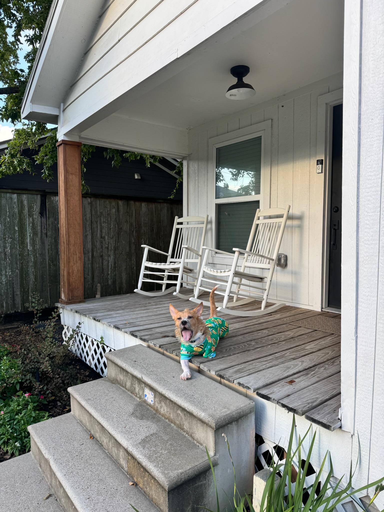 Enlarge Nemo, a Adopted mixed breed in Bellevue, WA image 5/6