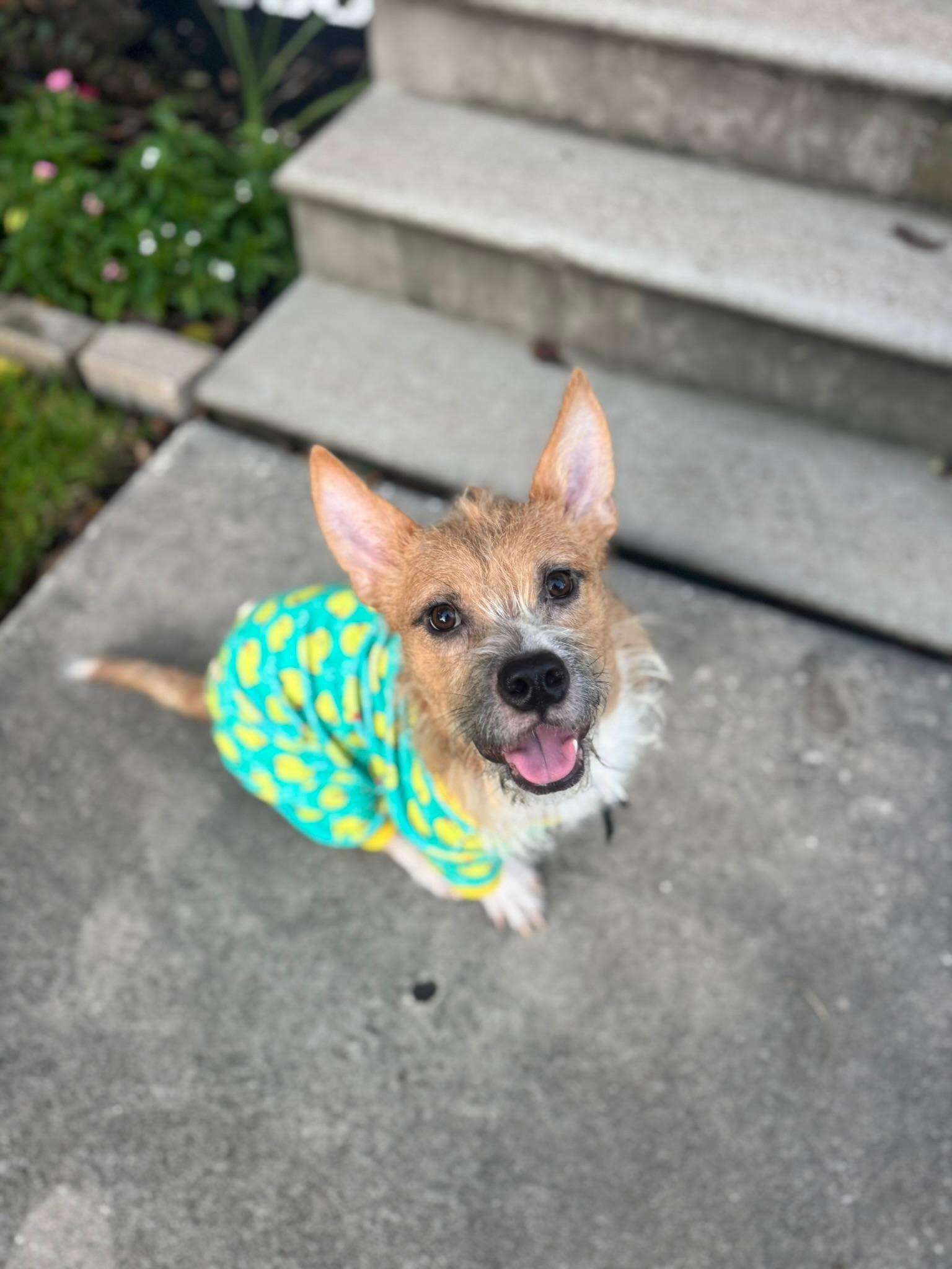 Enlarge Nemo, a Adopted mixed breed in Bellevue, WA image 1/6