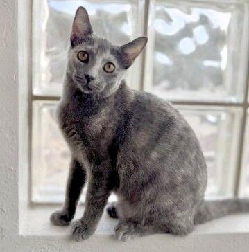 Posh ⭐️PROMOTION⭐️ Spice Girls Litter, Adoptable, Young Female Dilute Tortoiseshell.