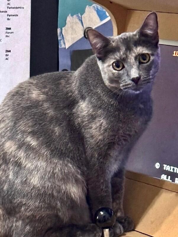 Enlarge Posh - Spice Girls Litter, a Adoptable mixed breed in Anthem, AZ image 3/3