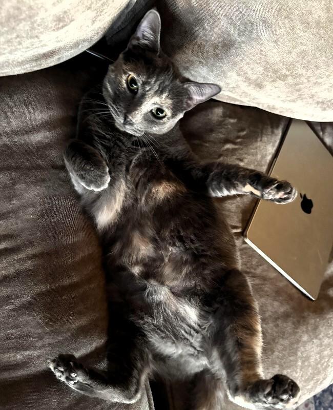 Enlarge Posh - Spice Girls Litter, a Adoptable mixed breed in Anthem, AZ image 4/5