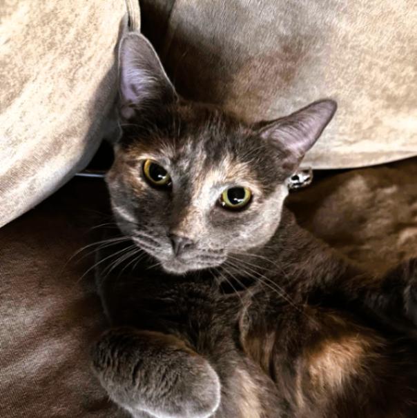 Enlarge Posh - Spice Girls Litter, a Adoptable mixed breed in Anthem, AZ image 5/5