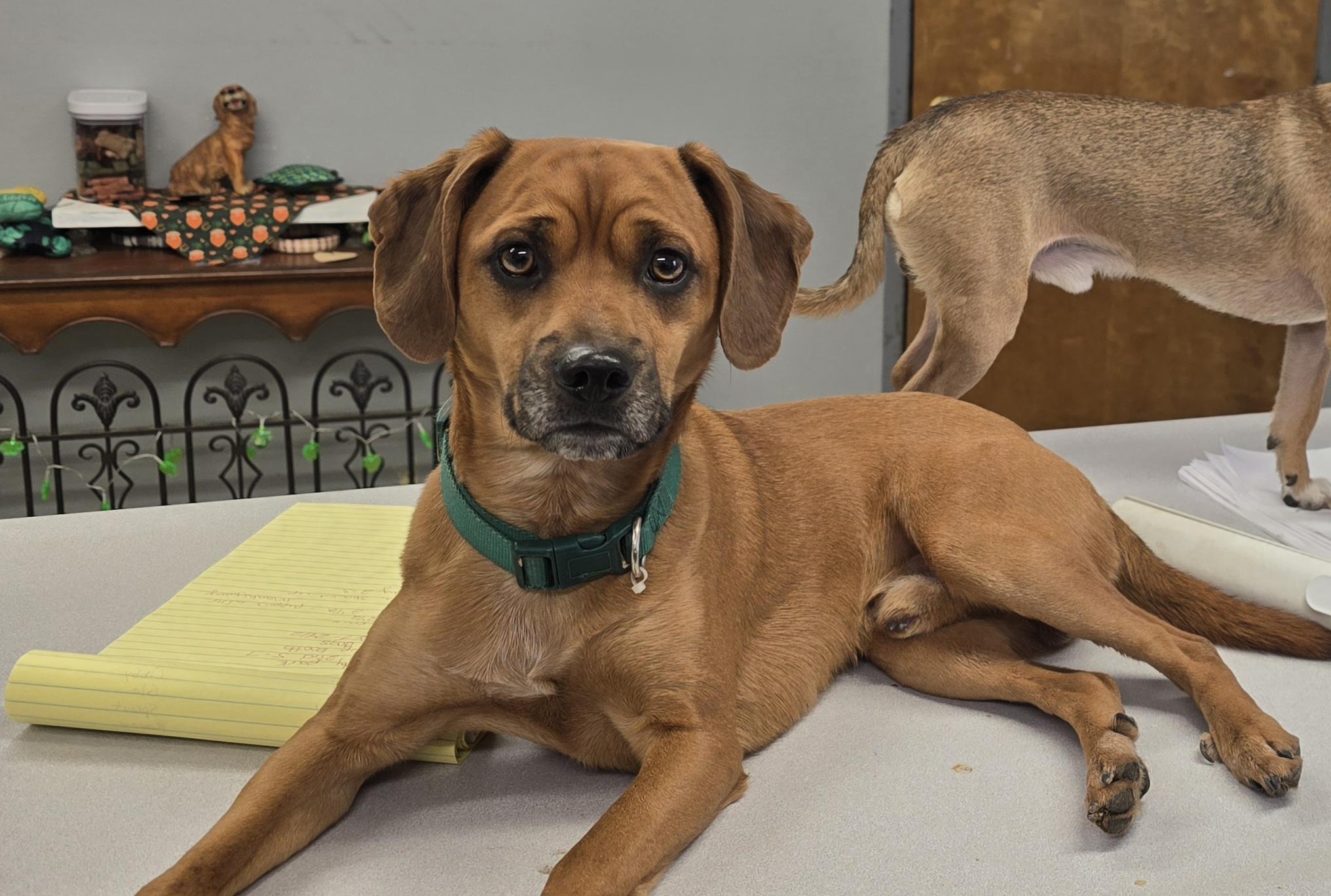 Todd, ADOPTABLE, Adult Male Chihuahua.