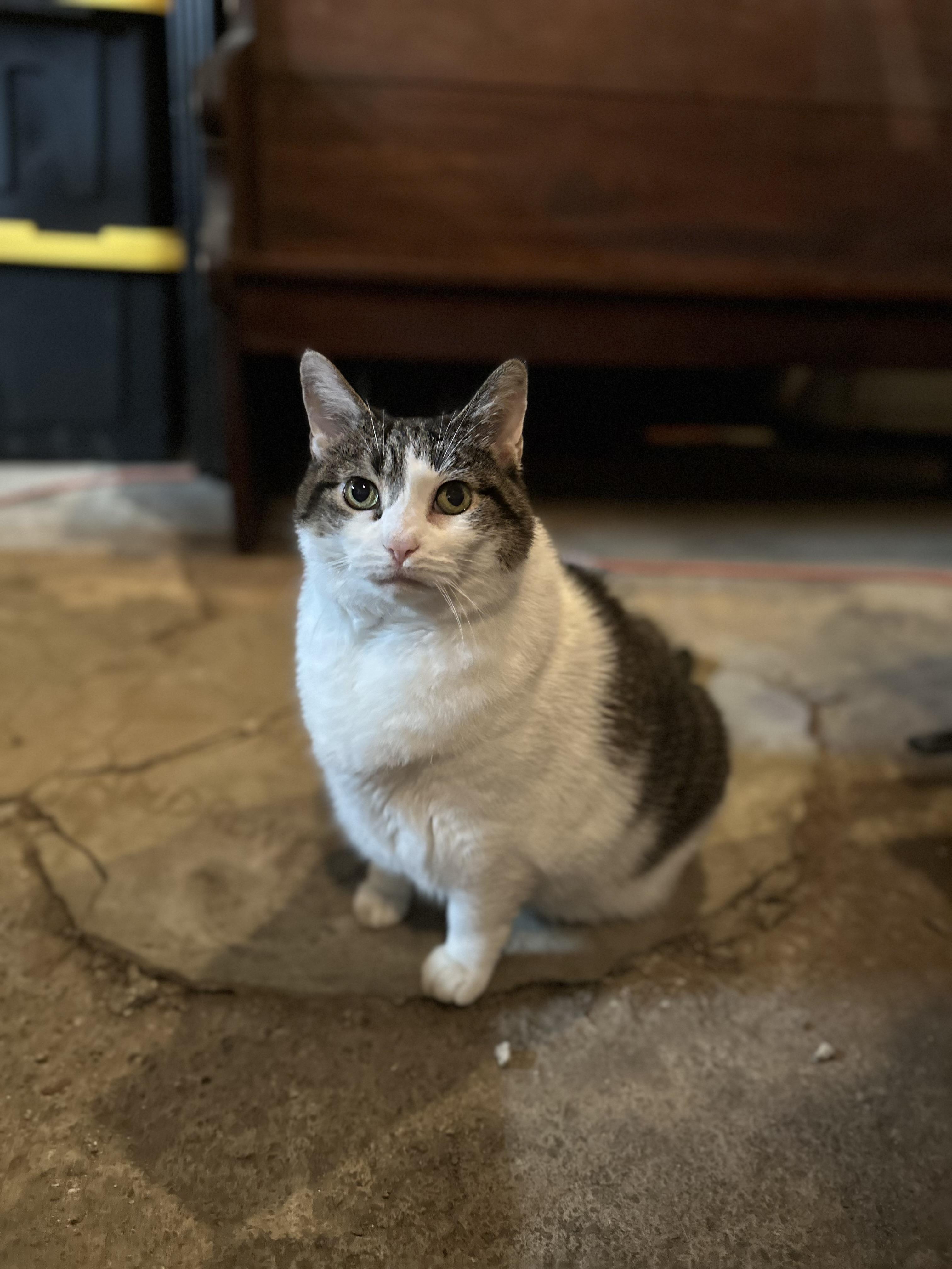 Enlarge Elsa & Kora (Bonded pair), a Adoptable Domestic Long Hair in Madison, WI image 2/6