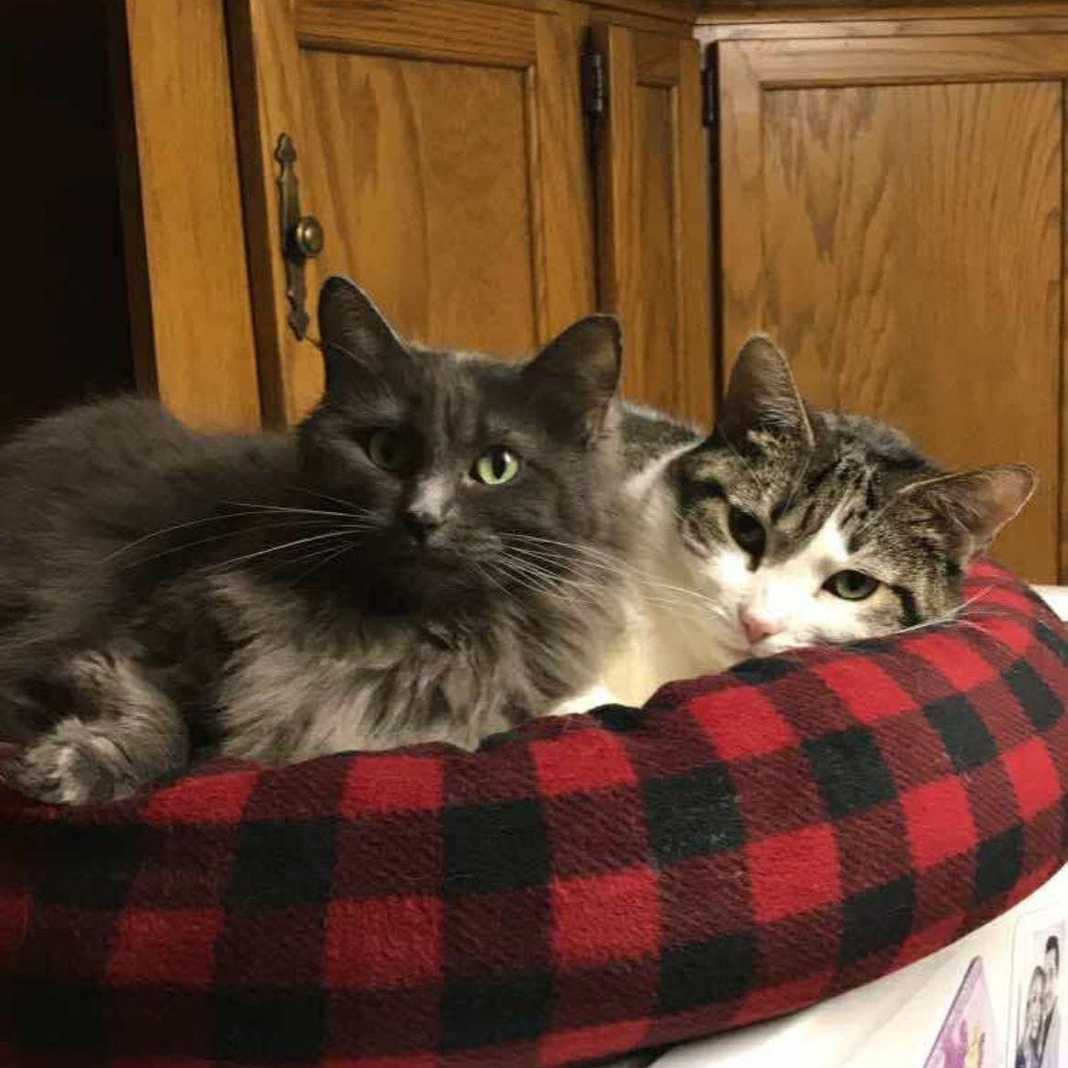 Enlarge Elsa & Kora (Bonded pair), a Adoptable Domestic Long Hair in Madison, WI image 1/6