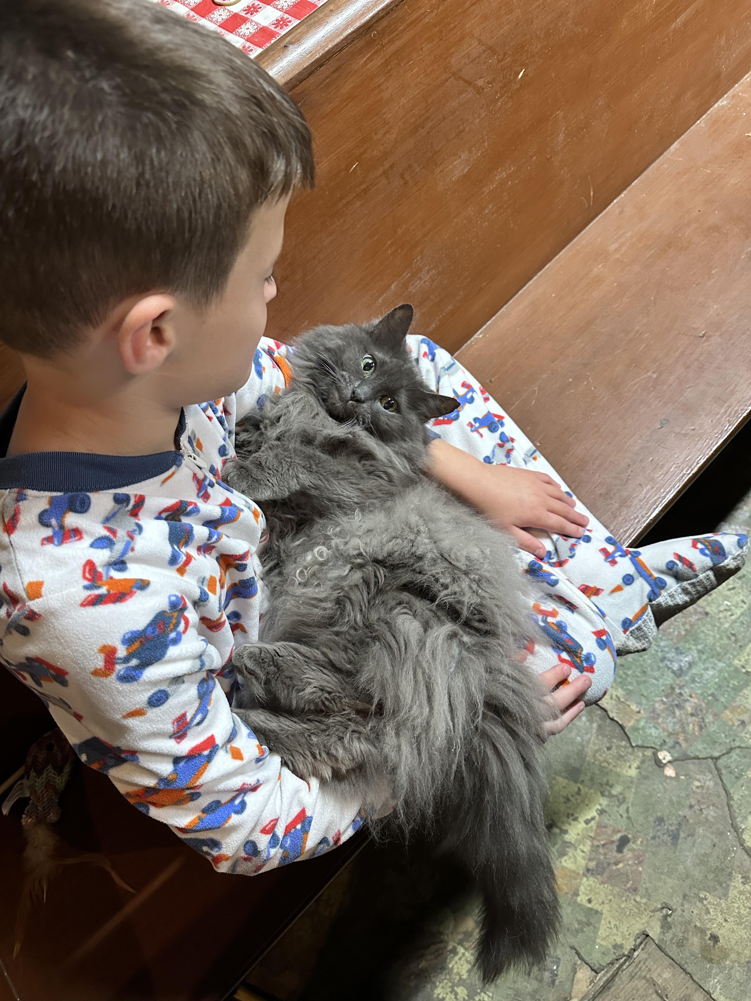 Enlarge Elsa & Kora (Bonded pair), a Adoptable Domestic Long Hair in Madison, WI image 4/6