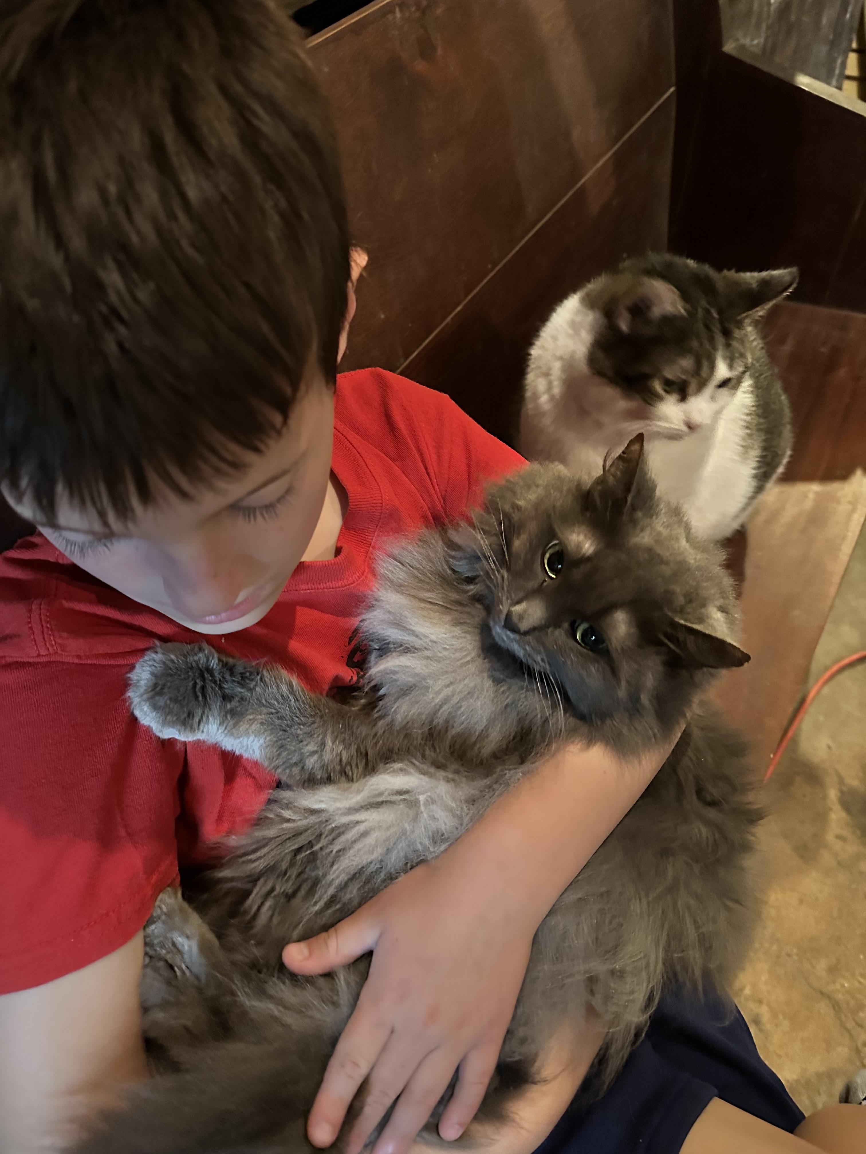 Enlarge Elsa & Kora (Bonded pair), a Adoptable Domestic Long Hair in Madison, WI image 6/6