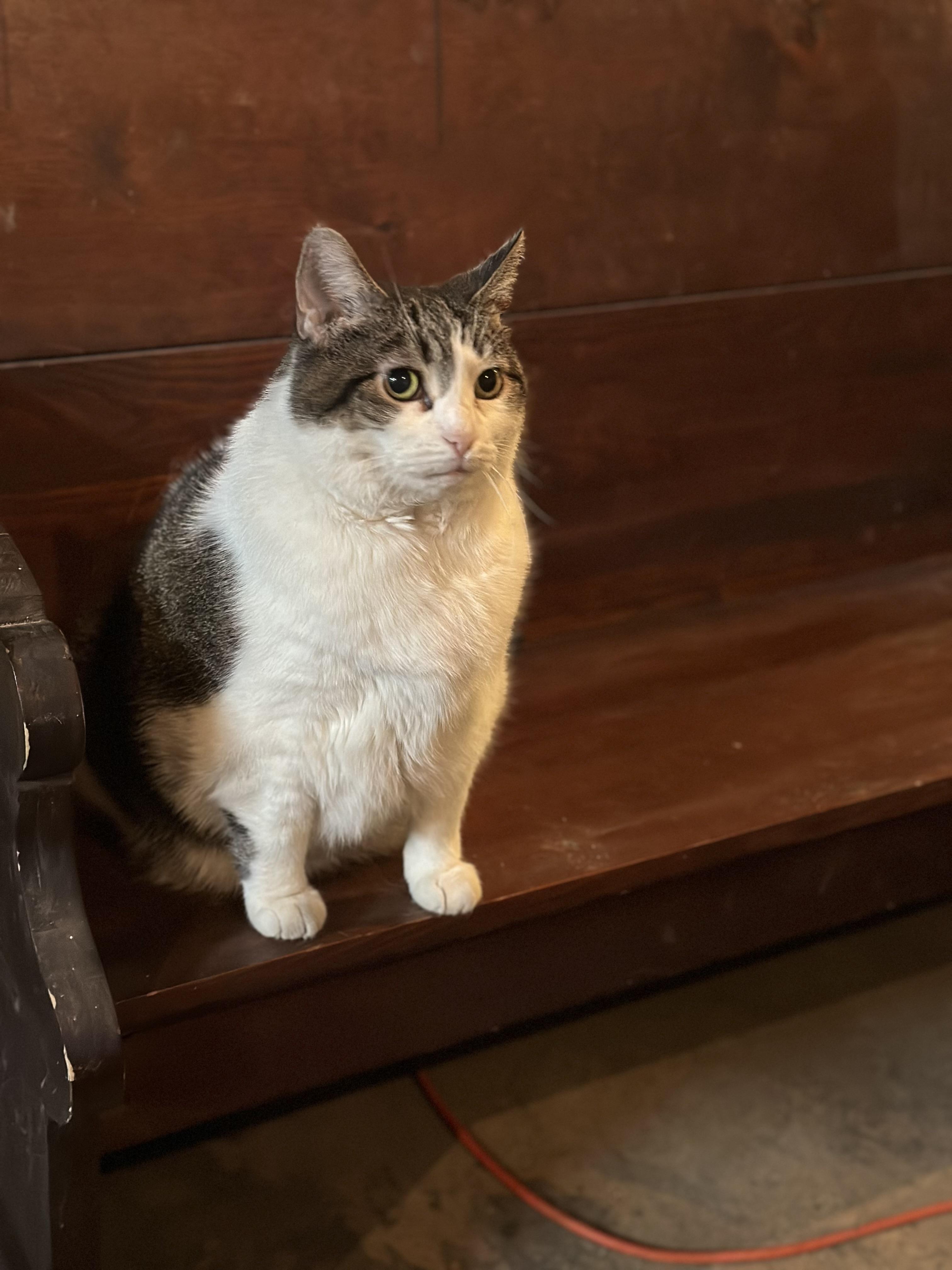 Enlarge Elsa & Kora (Bonded pair), a Adoptable Domestic Long Hair in Madison, WI image 5/6