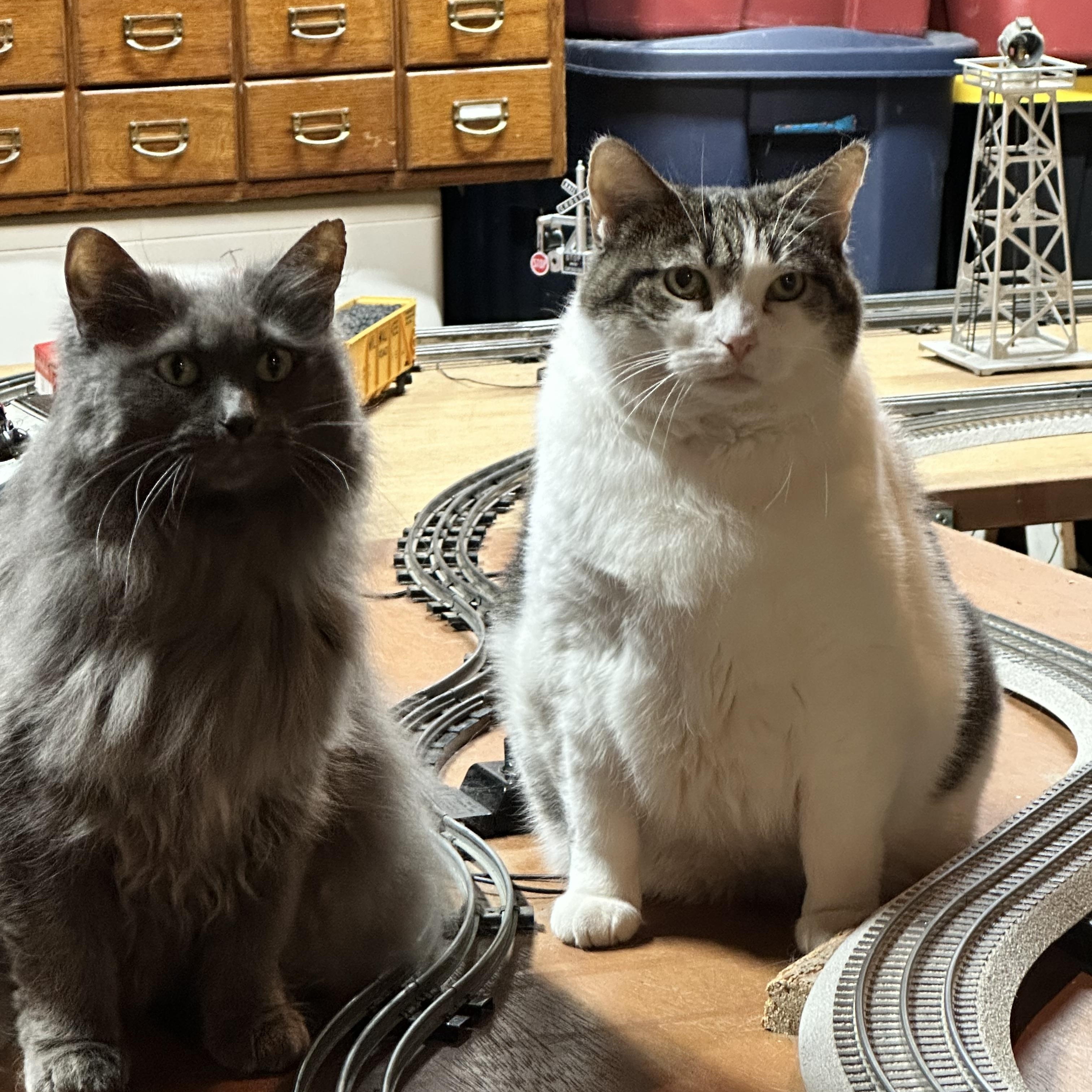 Enlarge Elsa & Kora (Bonded pair), a Adoptable Domestic Long Hair in Madison, WI image 3/6