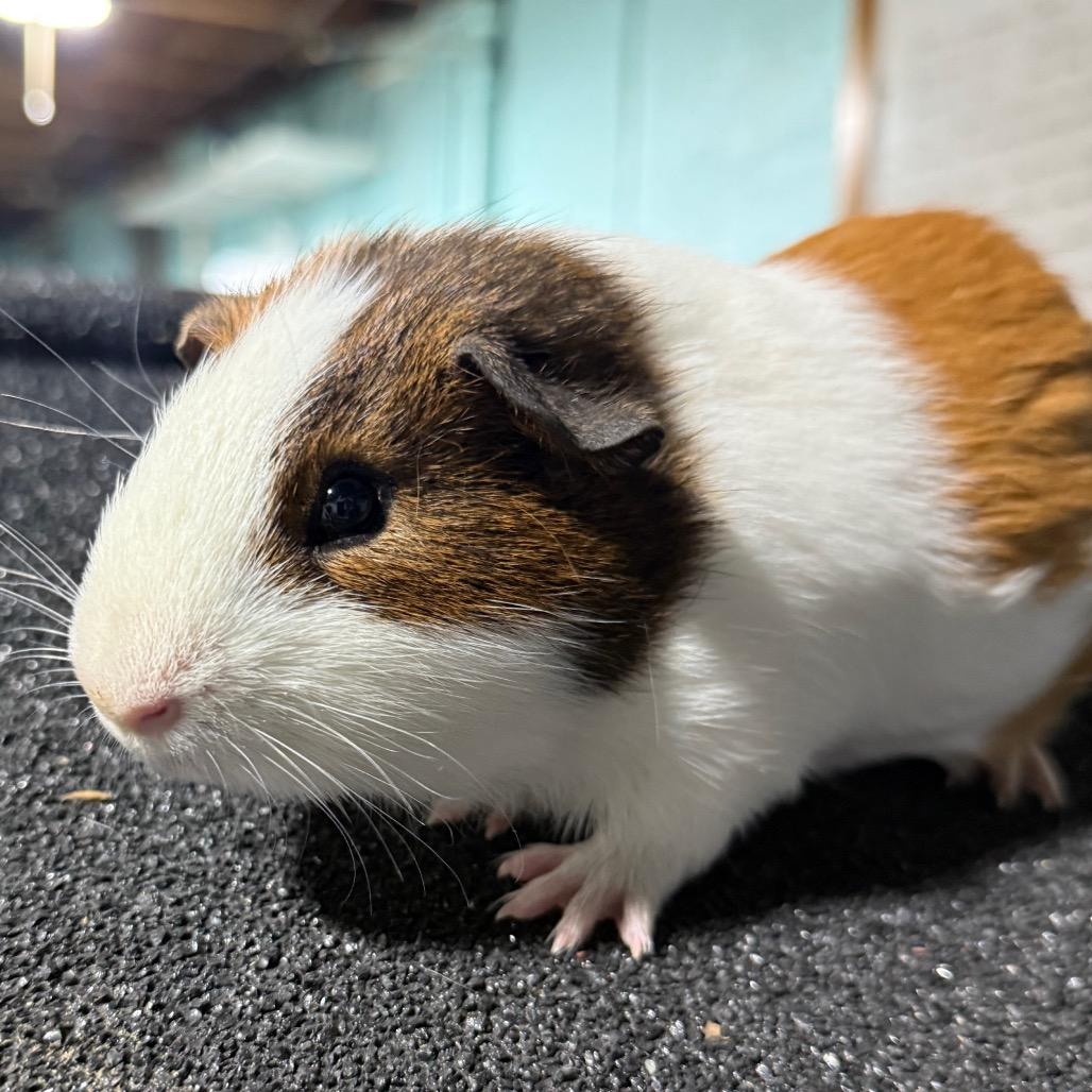 Cider, Adoptable, Young Male Guinea Pig.