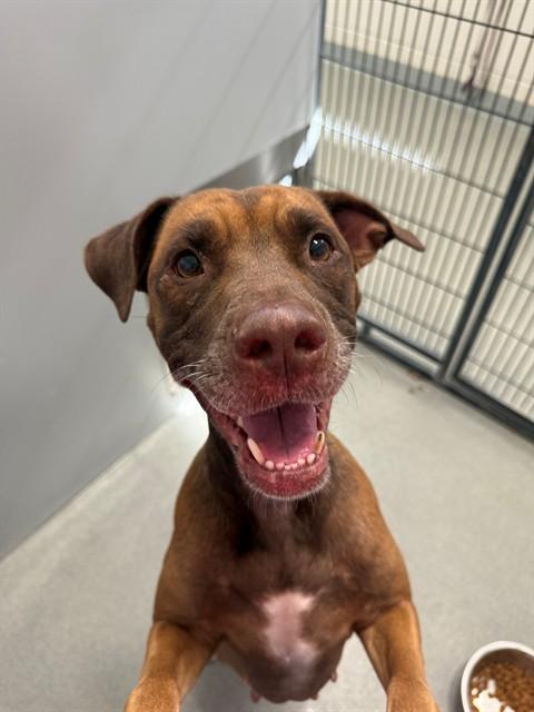 MADISON, Adoptable, Adult Female Pit Bull Terrier.