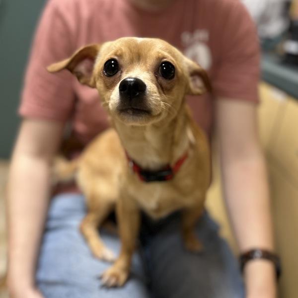 Dale (mcas), Adoptable, Young Male Chihuahua.