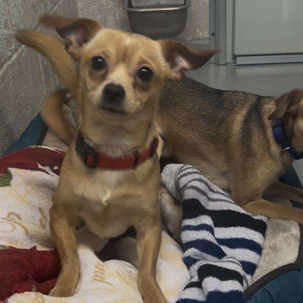 Enlarge Dale (mcas), a Adoptable mixed breed in Troutdale, OR image 2/2