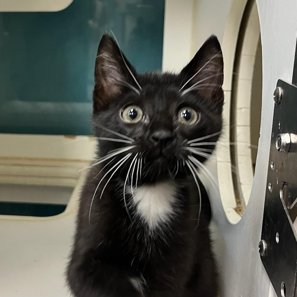 Gomez, Adoptable, Kitten Male Domestic Short Hair.