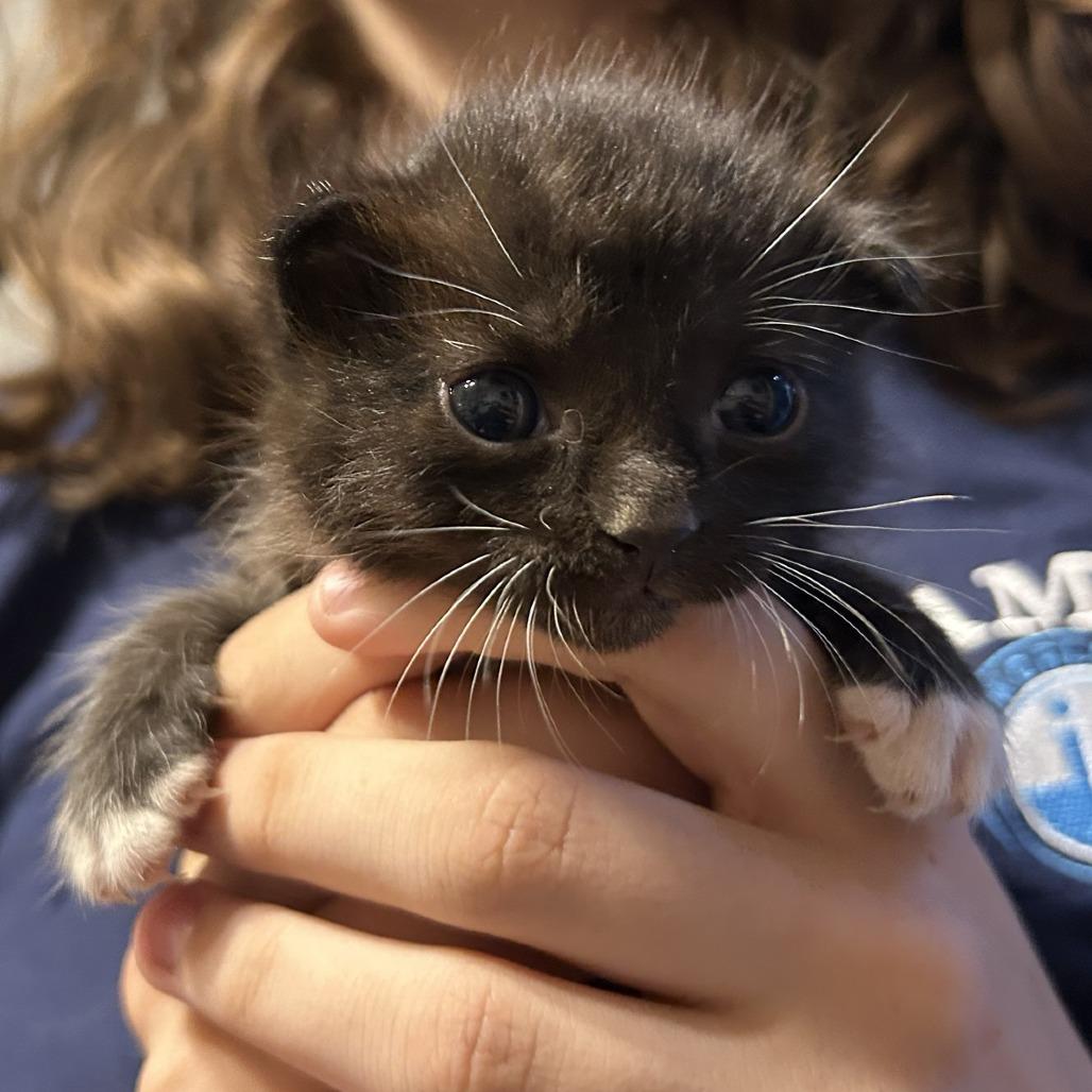 Enlarge Gomez, a Adoptable Domestic Short Hair in Colorado Springs, CO image 2/2