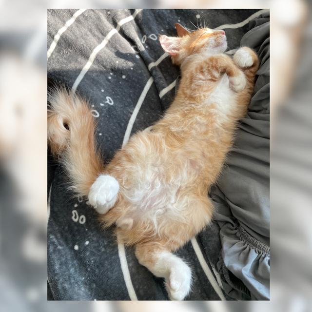 Cat for adoption Fluffy, a Domestic Medium Hair in Corona, CA Petfinder