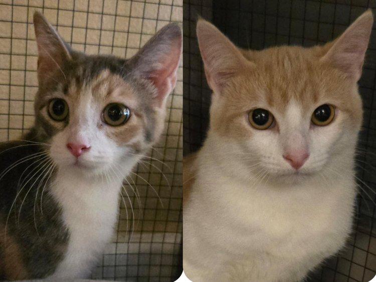 Nicki & Nahla, Adult Female unknown