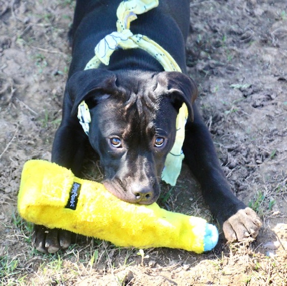 Ada, a Adoptable Labrador Retriever in Manchester, CT image 3/4