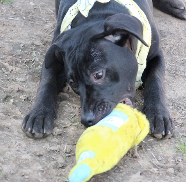 Ada, a Adoptable Labrador Retriever in Manchester, CT image 4/4