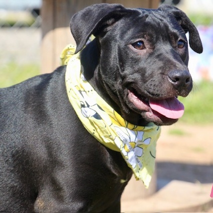 Ada, a Adoptable Labrador Retriever in Manchester, CT image 1/4