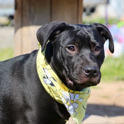 Ada, a Adoptable Labrador Retriever in Manchester, CT image 2/4