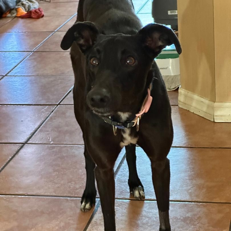 Enlarge Dancin Cococay, a ADOPTABLE Greyhound in North Port, FL image 2/3