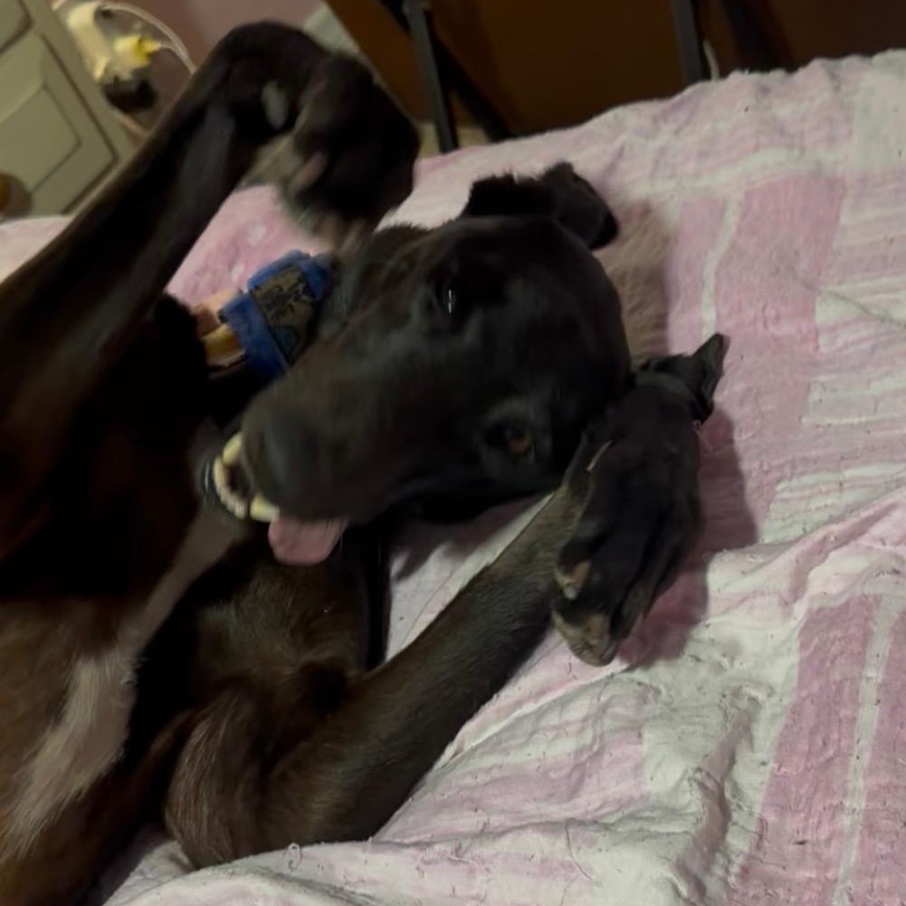 Enlarge Dancin Cococay, a ADOPTABLE Greyhound in North Port, FL image 3/3