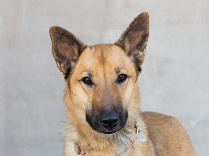 Enlarge Cinnamon, a Adoptable mixed breed in Longmont, CO image 2/3