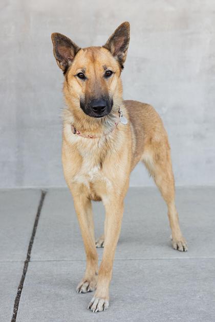 Enlarge Cinnamon, a Adoptable mixed breed in Longmont, CO image 2/3