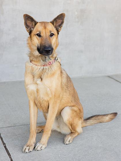 Enlarge Cinnamon, a Adoptable mixed breed in Longmont, CO image 3/3
