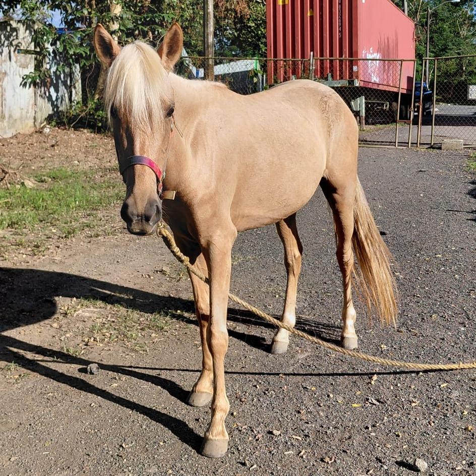Amara, Adoptable, Adult Female Quarterhorse.