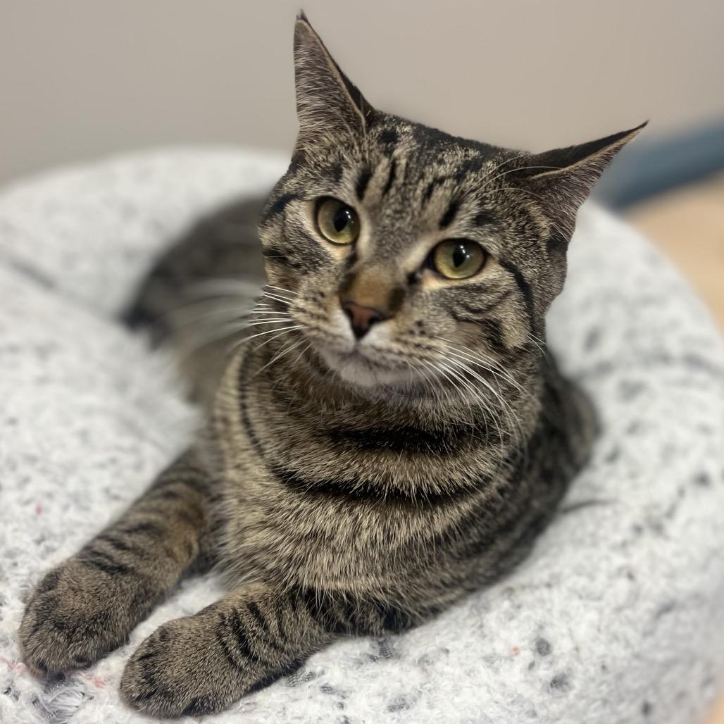 Chip, a Adoptable Domestic Short Hair in North Battleford, SK image 1/5