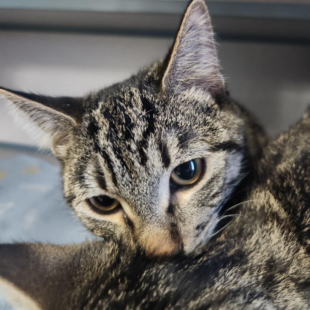 Chip, a Adoptable Domestic Short Hair in North Battleford, SK image 2/5